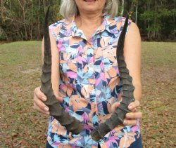 2 African Impala Antelope Horns for Sale 17-3/4 and 18-3/4 inches (1 right, 1 left) - Buy these for $20.00 each
