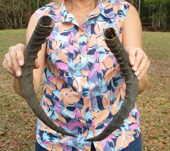2 African Impala Antelope Horns for Sale 17-3/4 and 18-3/4 inches (1 right, 1 left) - Buy these for $20.00 each