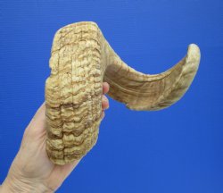 24-1/2 inches Merin...