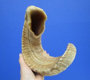 24-1/2 inches Merino Ram, Sheep Horn for $29.99