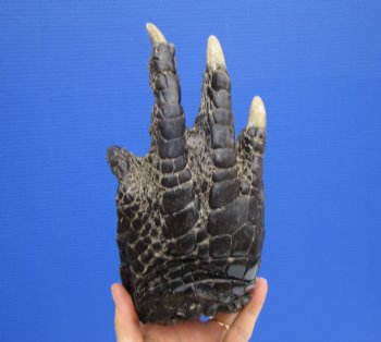 9 by 4-3/4 inches Large Real Florida Alligator Foot for $29.99 