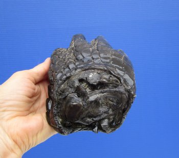 9 by 4-3/4 inches Large Real Florida Alligator Foot for $29.99 