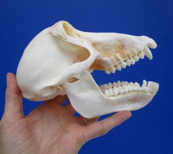 7 by 3-7/8 inches Female Chacma Baboon Skull CITES p000023748)