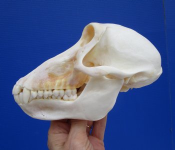 7 by 3-7/8 inches Female Chacma Baboon Skull CITES p000023748)