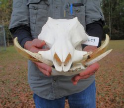 14 inches Large Warthog Skull with 7 inches Ivory Tusks - Buy this one for $144.99