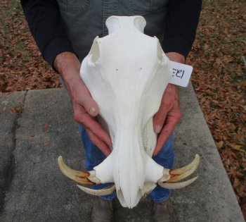14 inches Large Warthog Skull with 7 inches Ivory Tusks - Buy this one for $144.99