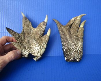 Two Florida Alligator Feet 6 and 5-1/4 inches