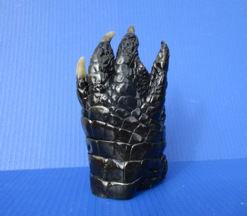 Preserved Florida Alligator Foot 7-1/2 by 4 inches