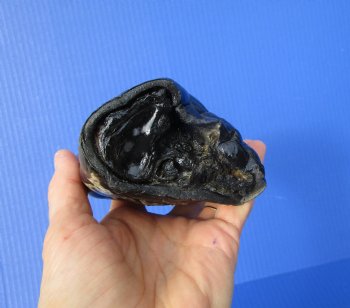 Preserved Florida Alligator Foot 7-1/2 by 4 inches