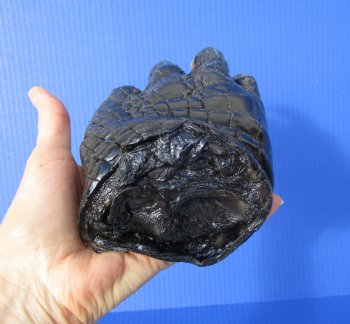Authentic Large Florida Alligator Foot 9 by 4-3/8 inches
