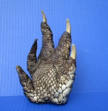 Preserved Florida Alligator Foot 6-1/4 by 3-3/4 inches