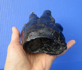 Preserved Florida Alligator Foot 6-1/4 by 3-3/4 inches