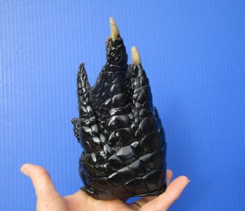 Preserved Florida Alligator Foot 7-1/4 by - 4-1/4 inches