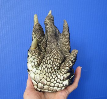 Preserved Florida Alligator Foot 7-1/4 by - 4-1/4 inches