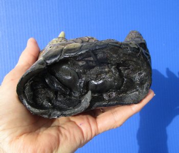 Large Authentic Florida Alligator Foot 8-1/4 by 4-1/4 inches