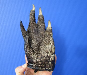 Large Real Florida Alligator Foot 8 by 3-1/2 inches