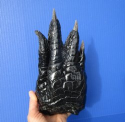 Large Real Florida Alligator Foot 9-1/4 by 4-1/4 inches   