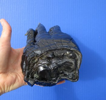 Large Real Florida Alligator Foot 9-1/4 by 4-1/4 inches   