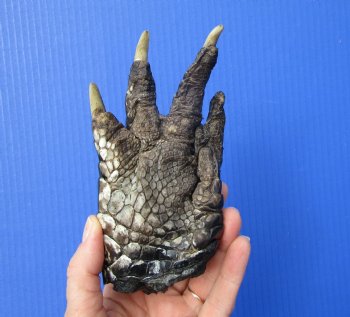 Preserved Florida Alligator Foot 6 by 3-1/2 inches
