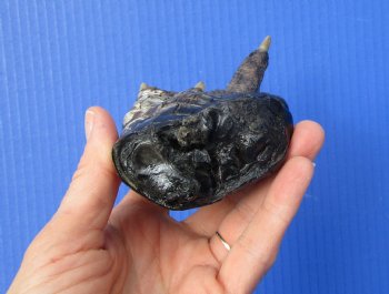 Preserved Florida Alligator Foot 6 by 3-1/2 inches