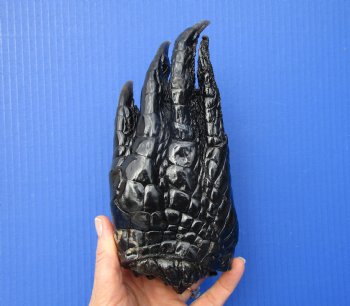 Large Florida Alligator Foot 8 by 3-3/4 inches