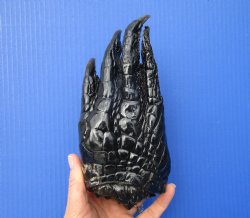 Large Florida Alligator Foot 8 by 3-3/4 inches