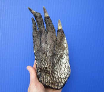 Large Florida Alligator Foot 8 by 3-3/4 inches