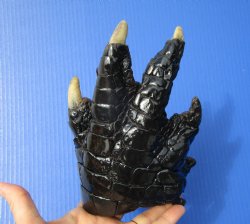 Preserved Florida Alligator Foot 7 by 5 inches