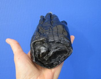 Large Florida Alligator Foot 8-1/2 by 3-1/4 inches