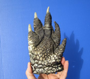 Preserved Florida Alligator Foot 7-1/4 by 4-1/4 inches
