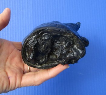 Preserved Florida Alligator Foot 7-1/4 by 4 inches