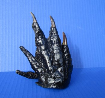 Preserved Florida Alligator Foot 5-3/8 by 4 inches