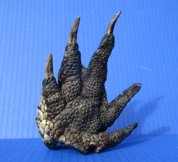 Preserved Florida Alligator Foot 5-3/8 by 4 inches