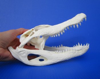 10-1/2 inches Florida Alligator Skull 