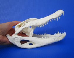 10-1/2 inches Florida Alligator Skull 