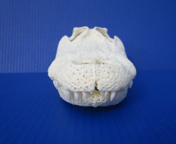 10-1/2 inches Florida Alligator Skull 