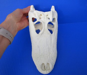 10-1/2 inches Florida Alligator Skull 