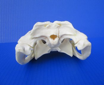 10-1/2 inches Florida Alligator Skull 