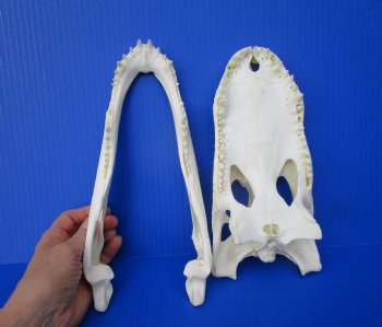 10-1/2 inches Florida Alligator Skull 