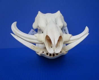 13-1/2 inches African Warthog Skull with 5-1/4 and 5-1/2 inches Tusks 