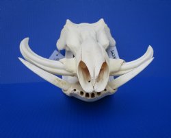 13-1/2 inches African Warthog Skull with 5-1/4 and 5-1/2 inches Tusks 