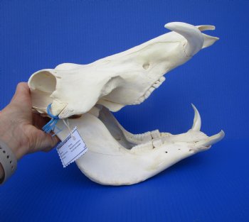 13-1/2 inches African Warthog Skull with 5-1/4 and 5-1/2 inches Tusks 