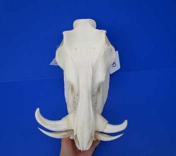 13-1/2 inches African Warthog Skull with 5-1/4 and 5-1/2 inches Tusks 