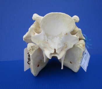 13-1/2 inches African Warthog Skull with 5-1/4 and 5-1/2 inches Tusks 