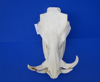 12-1/4 inches African Warthog Skull with 5 and 5-1/2 inches Tusks 