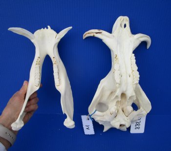 12-1/4 inches African Warthog Skull with 5 and 5-1/2 inches Tusks 