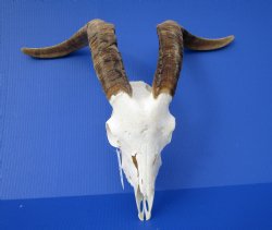 South African Angora Goat Skull with 21 inches Horns