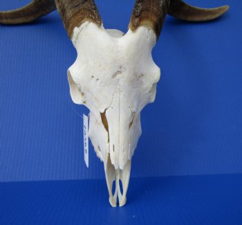 South African Angora Goat Skull with 21 inches Horns