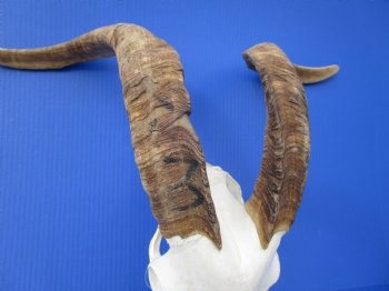South African Angora Goat Skull with 21 inches Horns