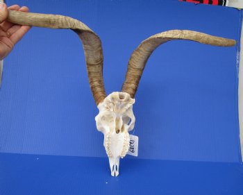 South African Angora Goat Skull with 21 inches Horns